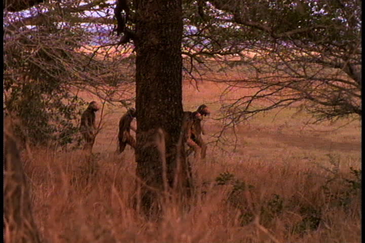 WS Group of early humans, or Australopithecus afarensis, seen from behind trees as they walk across plain
