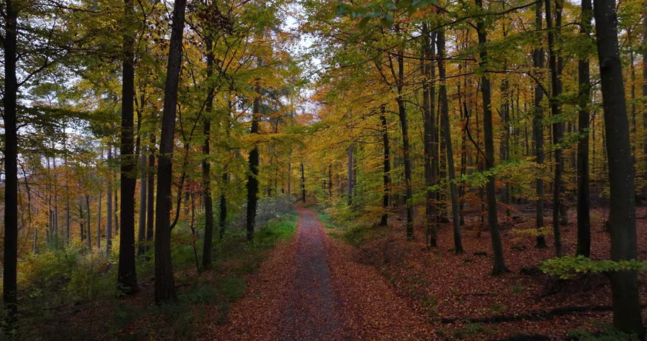 Aerial shot of a hiking trail covered with leaves leading through the trees of an autumn forest