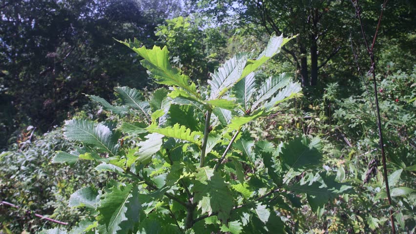 Young Mongolian oak (Quercus mongolica) in Sakhalin Mountains dominates, leaves as food for Primorye spotted deer. One of most widespread broadleaf species in Far East, Manchurian flora, Ussuri taiga