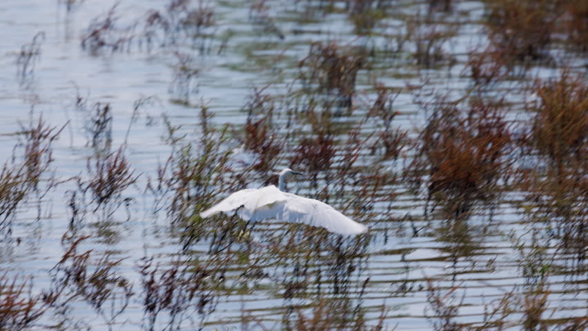 A white egret lands on a lake on a sunny day.4k