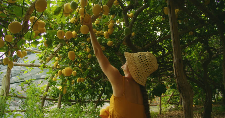 Woman reaching up to pick ripe lemons in a shaded lemon grove in Amalfi