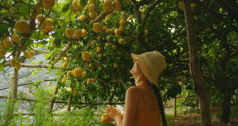 Woman reaching up to pick ripe lemons in a shaded lemon grove in Amalfi