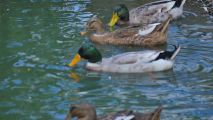 Ducks on the pond water