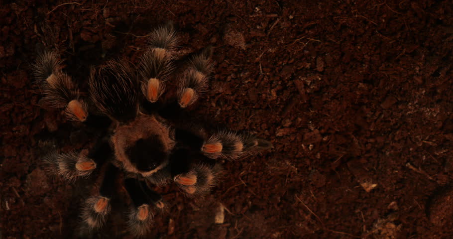 Close-up Mexican redleg tarantula (Brachypelma emilia) slowly stalking prey over forest litter showing terrestrial hunting behavior arachnid class arthropod species used in venom research exotic pet 
