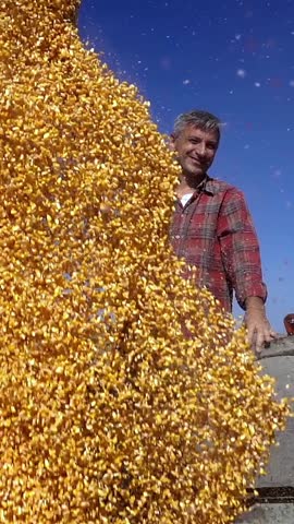 Farmer Overseeing The Corn Grain Unload - Slow Motion. Combine Harvesting Corn and Unloading Grains into Tractor Trailer. Corn Harvesting. Corn Grain Yield. Agriculture and Farming Background.