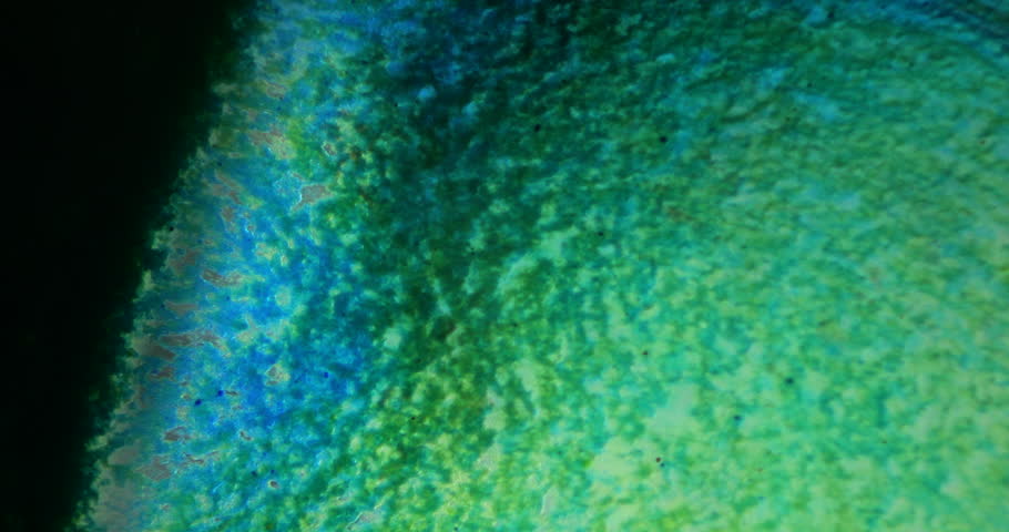 Green and blue inks blend in wave-like motion on black background under microscope at 100x magnification forming abstract organic fluid structure with unusual dynamic flow
