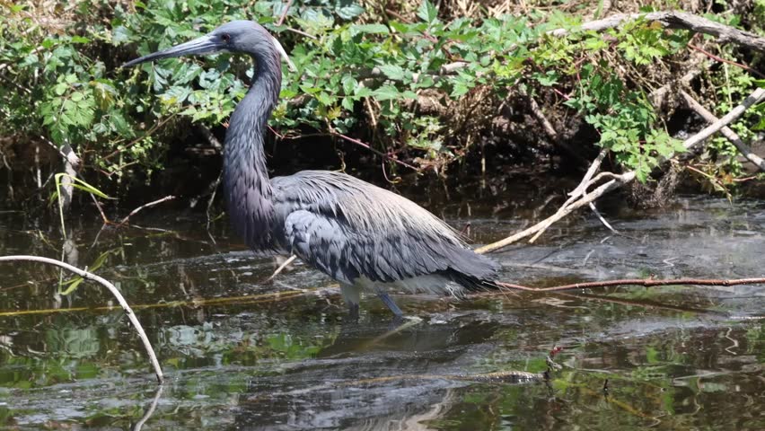 Little Blue heron bating on the water