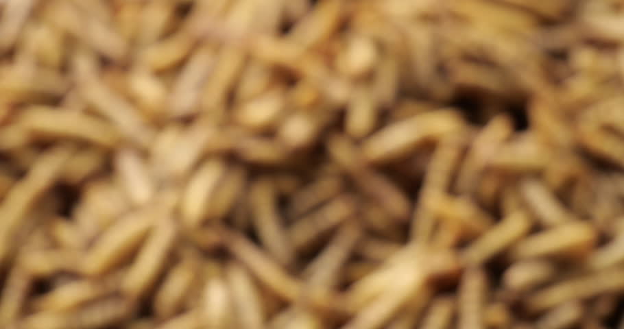 Cinematic focus transition from blur to sharp reveal of nutritious roasted mealworms and maggots as innovative superfood concept