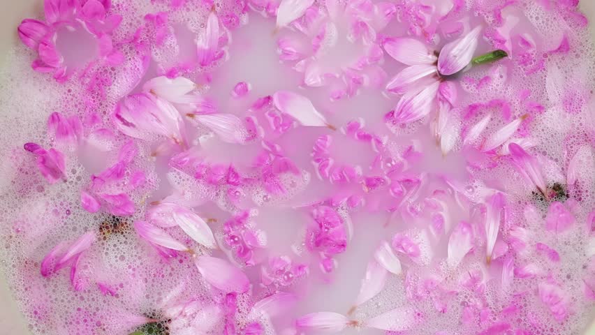 Flowers and petals of pink daisies sway in soap suds of bathtub. Preparing for spa procedure in beauty salon or at home. Top view, close-up
