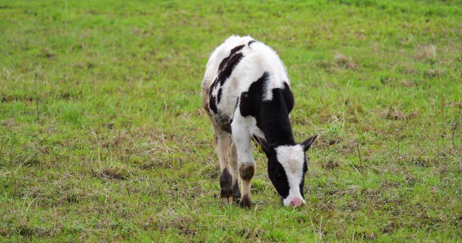 Half-year-old calf with patchy black and white coat grazes on pasture in controlled halal setting, calmly looking toward camera amid open grassland with gentle breeze