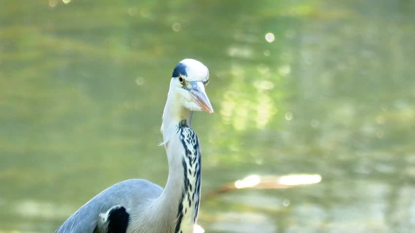 Close-up view of a grey heron standing on a branch above a calm river during summer. Captured in natural daylight, this wildlife scene shows the bird watching for prey in a peaceful, outdoor setting. 