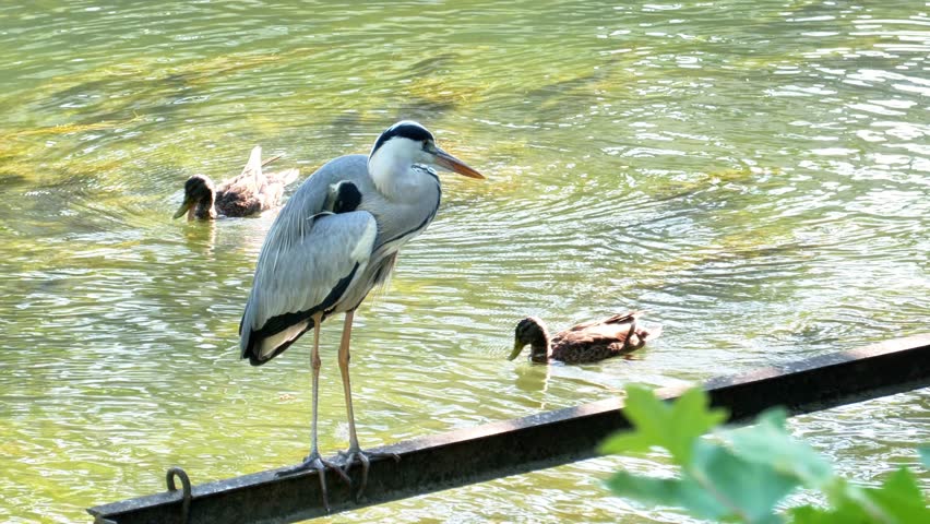 Close-up view of a grey heron standing on a branch above a calm river during summer. Captured in natural daylight, this wildlife scene shows the bird watching for prey in a peaceful, outdoor setting. 