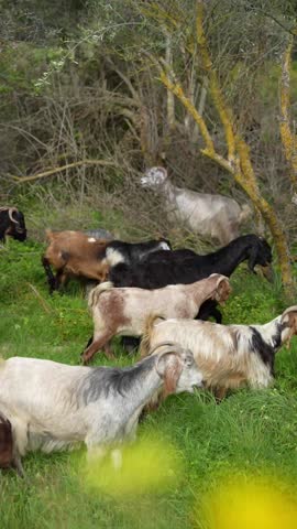 A mixed herd of goats and sheep grazes peacefully under a tree on a lush hillside in rural Cyprus.
