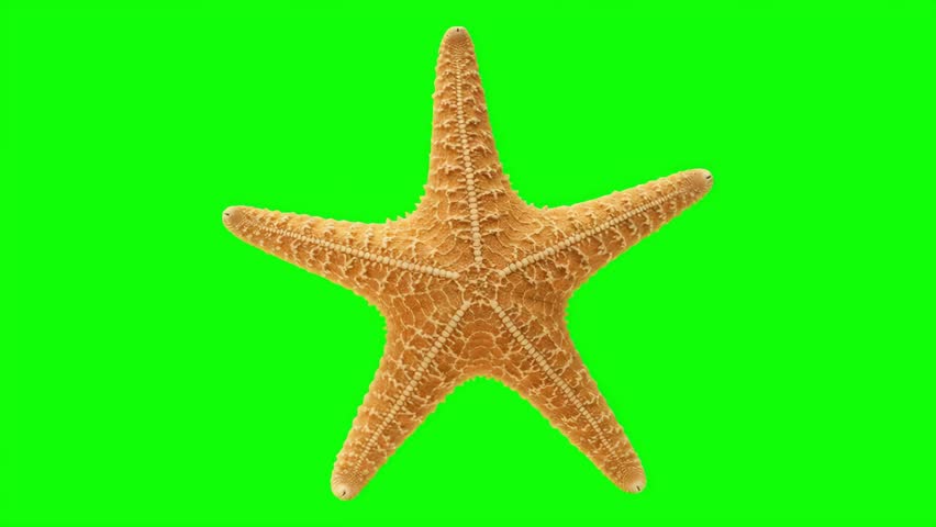 Experience the magic of the sea A detailed starfish moves against a vibrant green screen, perfect for adding an aquatic touch to your creative projects.