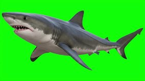 A stunning great white shark with open jaws swims menacingly on a vibrant green screen background. Perfect for compositing and adding aquatic danger - Powered by Shutterstock - Get 15% off with code: PIKWIZARD15