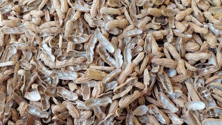 peanut outer skin, peanut shell, light yellow, stackedpeanut outer skin, peanut shell, light yellow, stacked