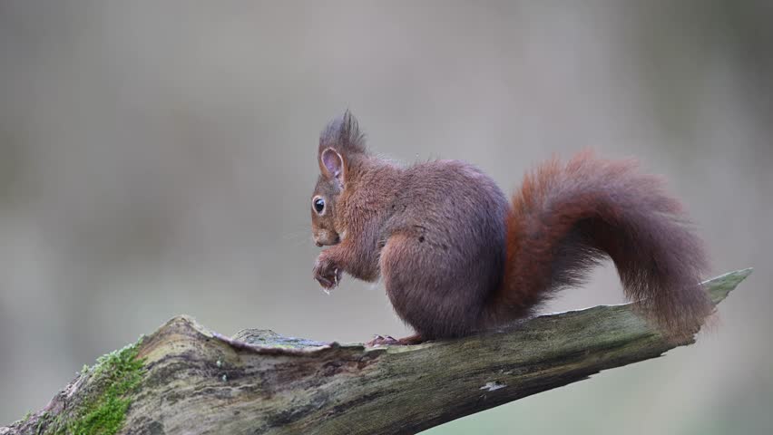 Red squirrel sits on a dead branch, cleans its feet and jumps away, european red squirrel, winter, north rhine westphalia, (sciurus vulgaris), germany