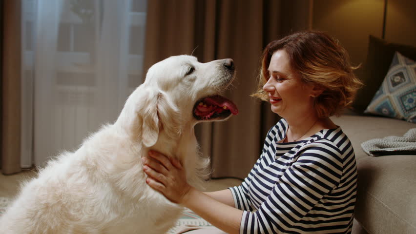 Golden retriever licking woman face as emotional support in cozy home setting