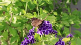 A stunning macro video captures the intimate moment as a Horace’s Duskywing butterfly (Erynnis horatius) on the purple blossoms of Duranta erecta, or skyflower. Florida, May 18, 2025 - Powered by Shutterstock - Get 15% off with code: PIKWIZARD15