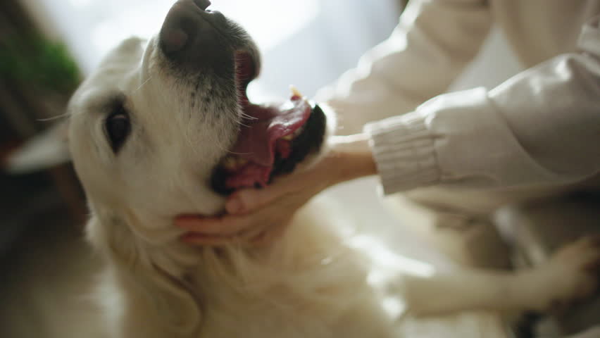 Beautiful woman playing with dog on couch at home. Joyful bonding scene of woman and dog in bright interior. Authentic pet care moment between young woman and dog. 
