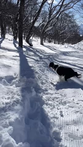 Border Collie Jumping to Fetch Toy in Snow

