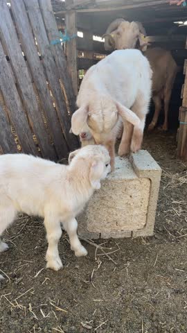 Cute Baby Goat Smiling at the Camera
