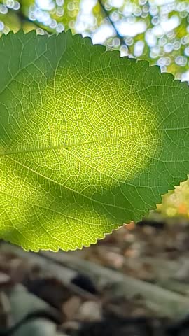 beautyful autumn leaves, red cherry