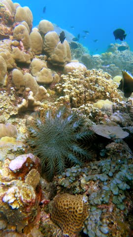 A large Crown-of-Thorns starfish sits on a vibrant coral reef underwater with small fish visible. Great Barrier Reef.