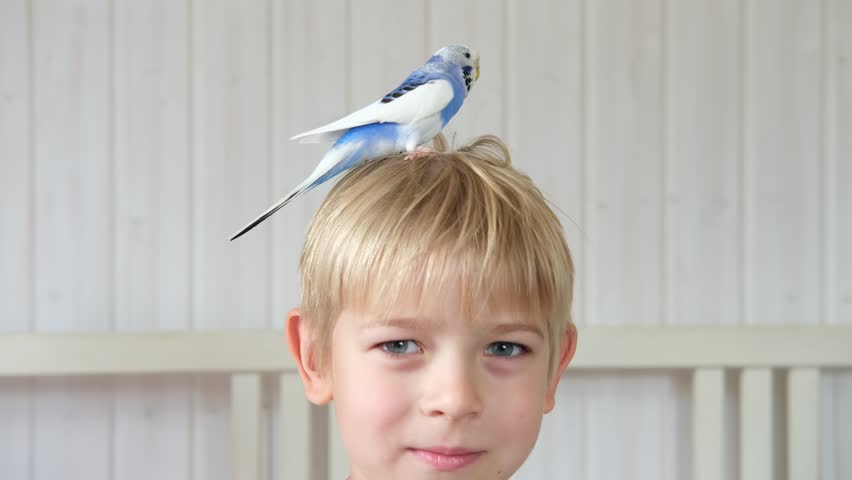 Budgerigar playing with little blond hair child boy. Budgie. Funny white blue purple parakeet sitting on owner head. Cute tamed bird having fun with people. Friendship, relationship with Pets.