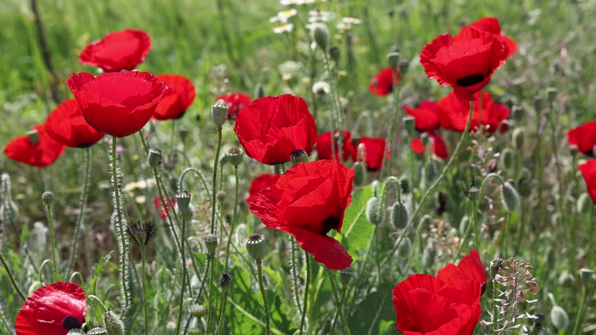 Poppy field. Field of blossoming poppies at sunset. Red Poppy Flowers.