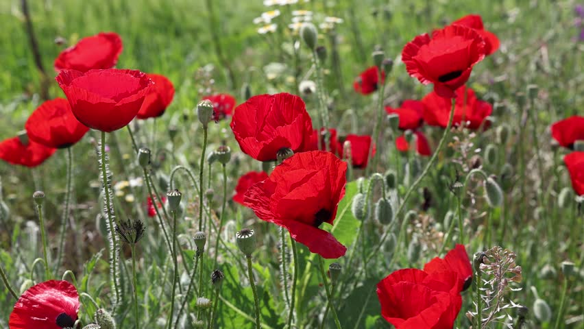 Poppy field. Field of blossoming poppies at sunset. Red Poppy Flowers.