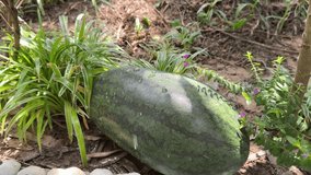 Trickle of water pours on a ripe watermelon. Washing of a watermelon under running water before eating - Powered by Shutterstock - Get 15% off with code: PIKWIZARD15