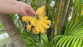Female Washes Ripe, Yellow bananas with Stream Running Water. Splashes, drops of water fall into the sink. Natural, clean, organic product, fruit.  - Powered by Shutterstock - Get 15% off with code: PIKWIZARD15