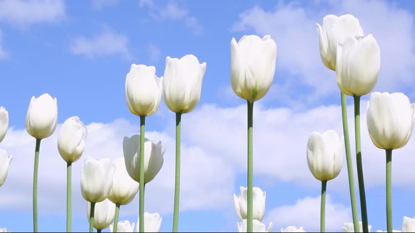 White tulips with slender green stems gently swaying in a spring breeze against vibrant blue sky with fluffy white clouds. Flowers move slightly as wind passes through the garden field.
