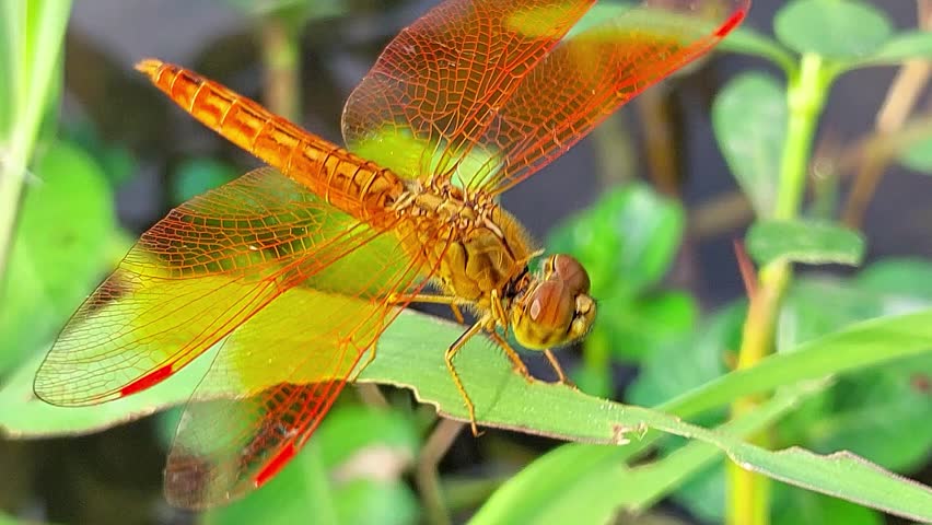 yellow dragonfly perched on a stem from a close distance