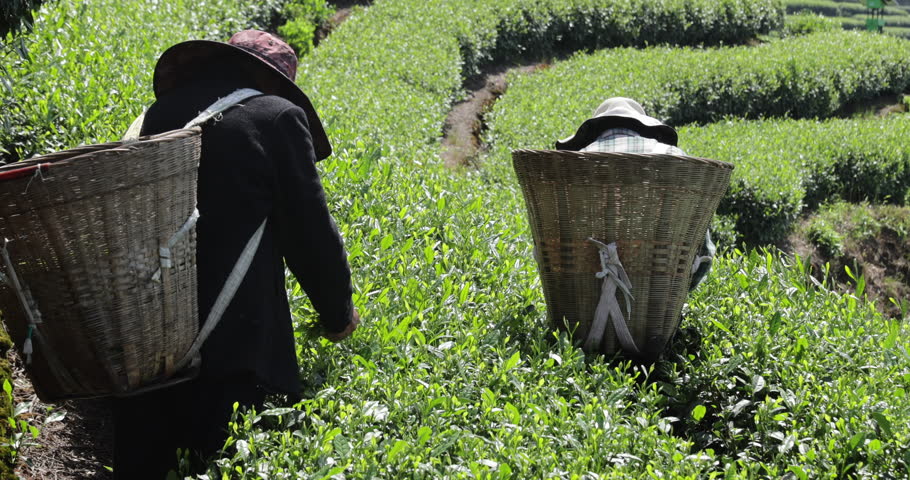 Tea farmer picking green tea shoots in spring tea farm mountains