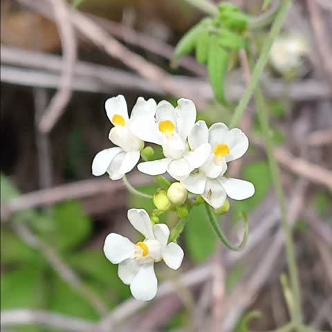white flowers, green, environment, design, nature, plant, spring, blossom, bloom, flora, summer, climate 
