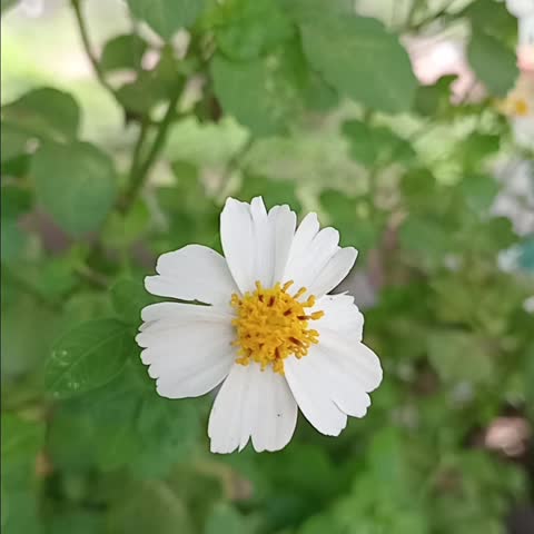 white flower, yellow flowers, green, environment, design, nature, plant, spring, blossom, flora 