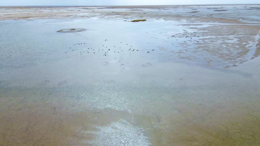 Aerial view of wetland landscape with birds flying over calm water at sunrise in a natural environment
