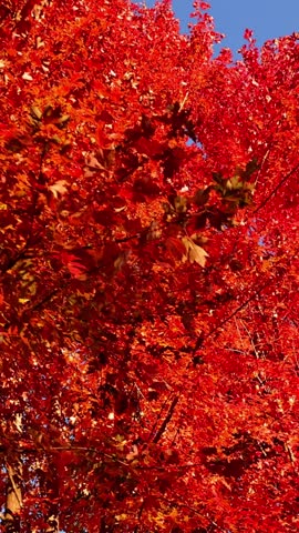 Passing under maple trees with colorful autumn leaves blowing in a gentle breeze. Vertical video.