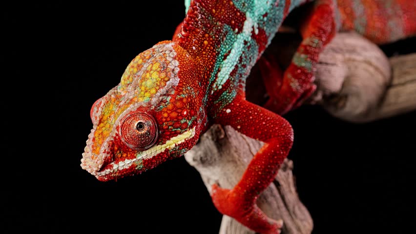 Close-up shot of a beautiful red and green chameleon in front of a black background.