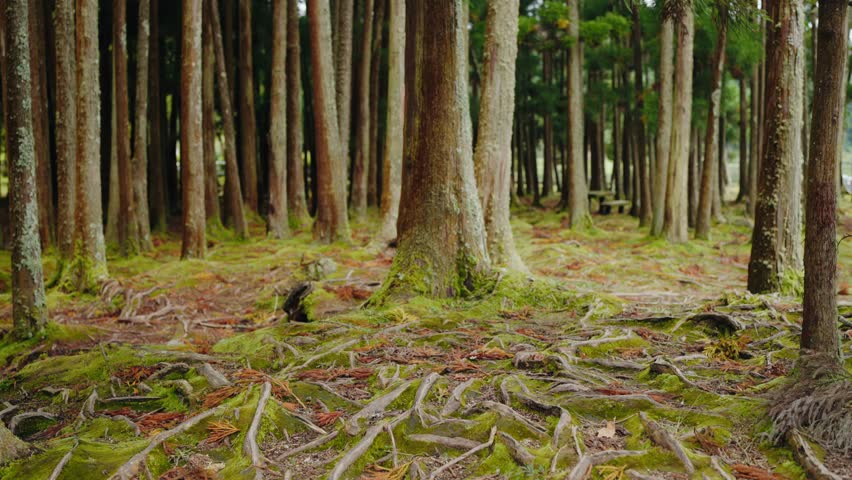 A tranquil forest scene with towering trees and a moss-covered ground. Perfect for nature, serenity, and wilderness concepts. Serene Forest with Moss-Covered Ground and Tall Trees in a Natural Setting