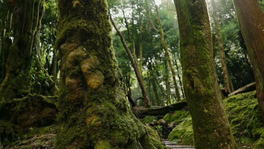 Lush green forest in Portugal with moss-covered trees and sunlight filtering through the canopy. Serene nature scenery. Moss-Covered Trees in a Lush Forest in Portugal with Sunlight Filtering Through