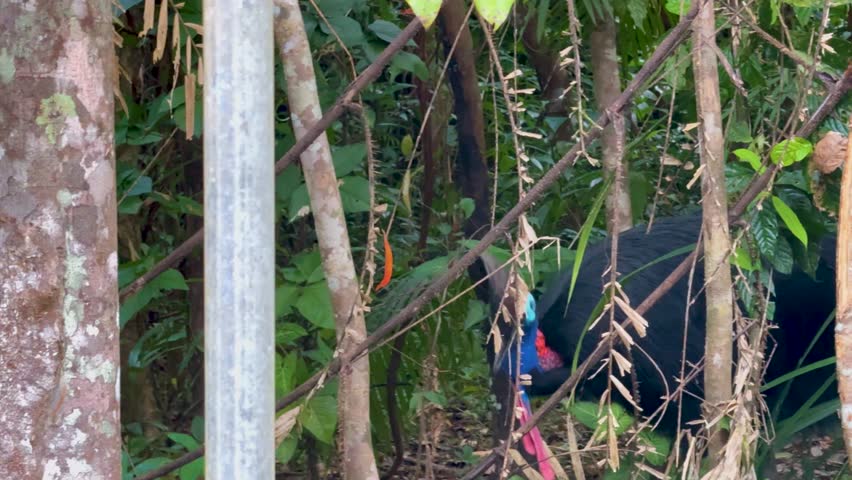 A southern cassowary forages amidst dense rainforest foliage in Port Douglas, Australia. Natural lighting highlights its vibrant plumage