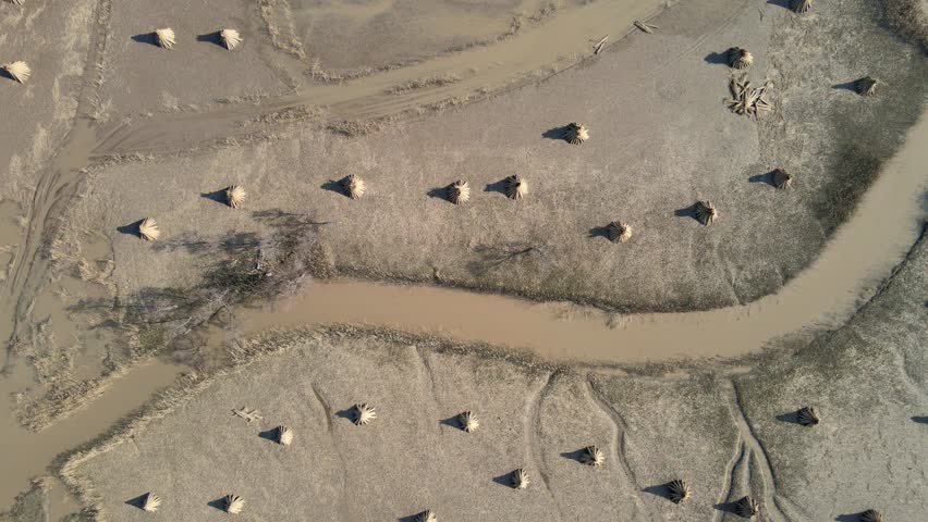 Winter Wetland Scenery Along the Yangtze River on Chongming Island, Shanghai, China
