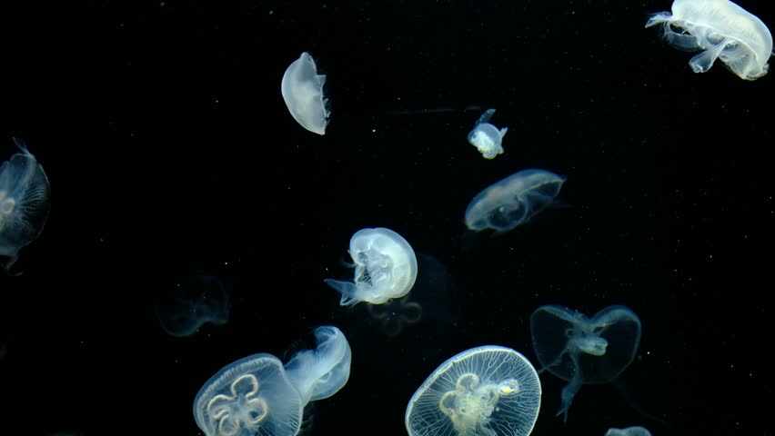 Glowing Jellyfish Floating Gracefully Against a Black Background