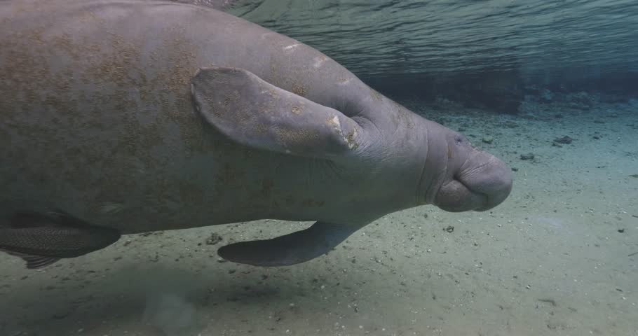 Close-up underwater view of a manatee showing suckerfish grazing along its side in Florida spring