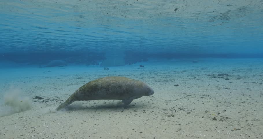 A juvenile manatee glides peacefully along the sandy bottom of a clear freshwater spring in Florida, showcasing serene aquatic behavior in its natural habitat
