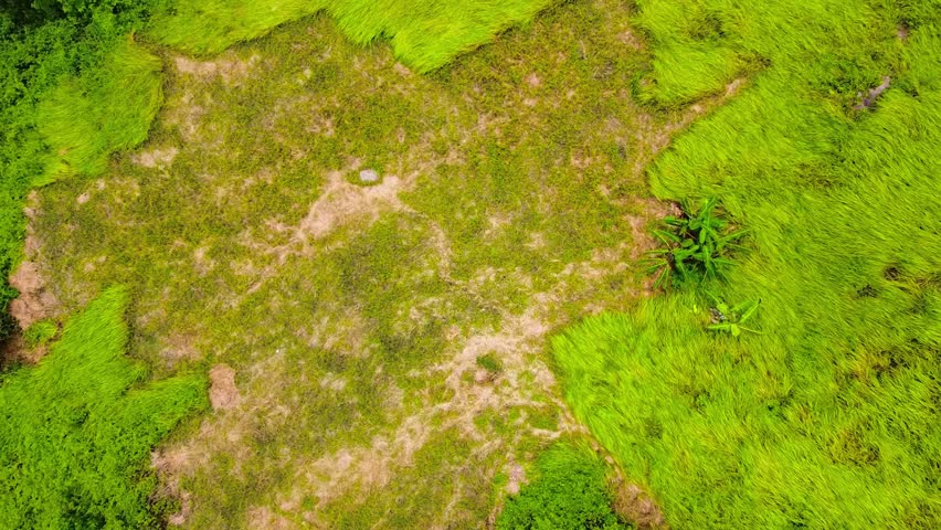 Drone reveals a grassy wetland in Bali, showcasing lush green marshes, shallow waters, and natural biodiversity from an aerial perspective.