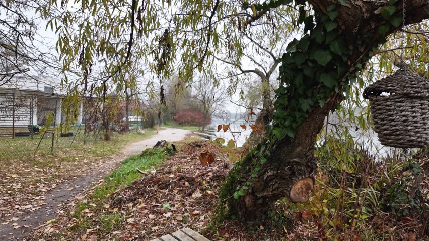 Close-up of handmade wicker bird feeder or bird house hanging from a tree branch. Peaceful slow motion autumnal nature video with a tree and climbing plants near the River Danube in Budapest, Hungary.